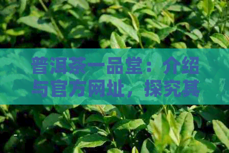 普洱茶一品堂：介绍与官方网址，探究其属于哪类茶叶级别。