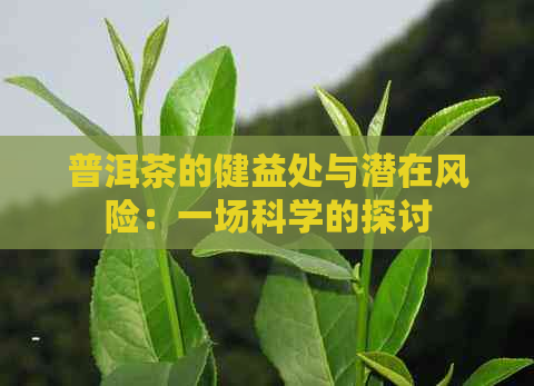 普洱茶的健益处与潜在风险：一场科学的探讨