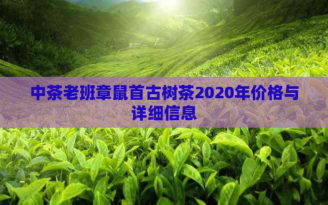 中茶老班章鼠首古树茶2020年价格与详细信息