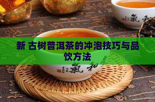 新 古树普洱茶的冲泡技巧与品饮方法