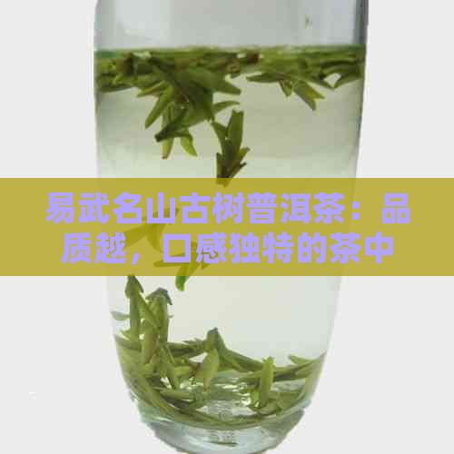 易武名山古树普洱茶：品质越，口感独特的茶中瑰宝