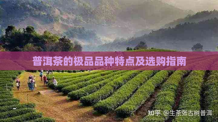 普洱茶的极品品种特点及选购指南