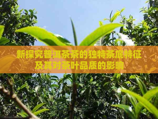 新探究普洱茶茶的独特茶底特征及其对茶叶品质的影响