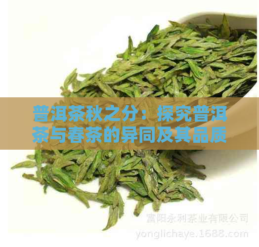 普洱茶秋之分：探究普洱茶与春茶的异同及其品质特点