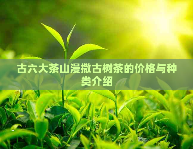 古六大茶山漫撒古树茶的价格与种类介绍