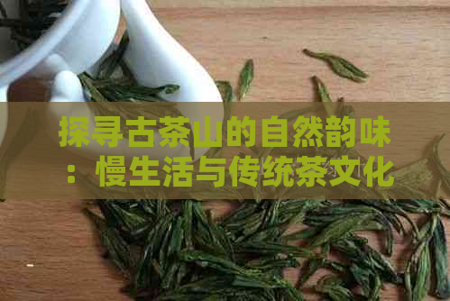 探寻古茶山的自然韵味：慢生活与传统茶文化的交融