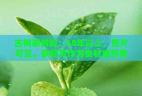 古树茶树龄：50年以上，照片可见。茶籽可作为食材或药用，具有多种功效。