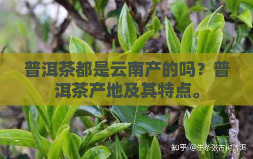 普洱茶都是云南产的吗？普洱茶产地及其特点。