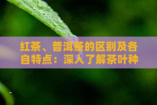 红茶、普洱茶的区别及各自特点：深入了解茶叶种类的差异与选择