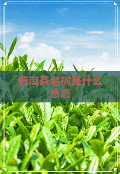 普洱茶老树是什么意思