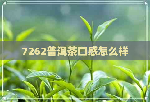 7262普洱茶口感怎么样