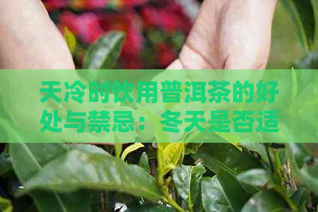 天冷时饮用普洱茶的好处与禁忌：冬天是否适合喝普洱茶？