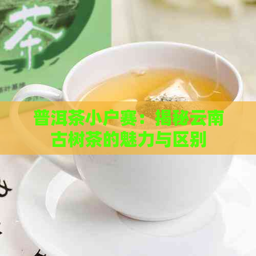 普洱茶小户赛：揭秘云南古树茶的魅力与区别