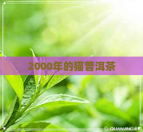 2000年的猫普洱茶