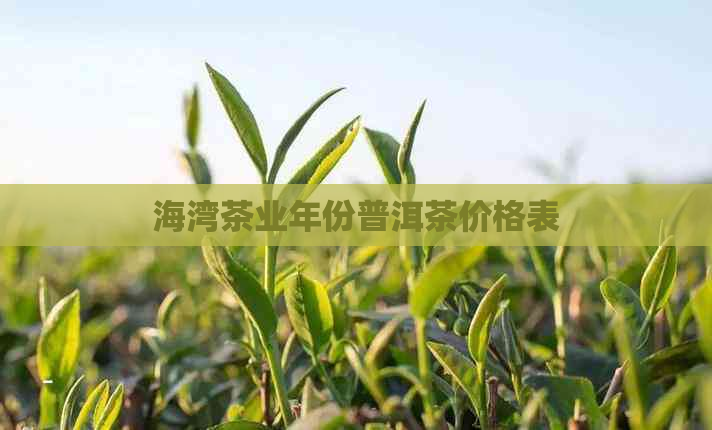 海湾茶业年份普洱茶价格表