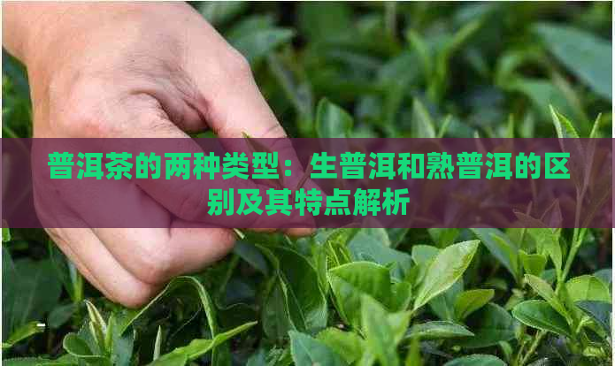 普洱茶的两种类型：生普洱和熟普洱的区别及其特点解析