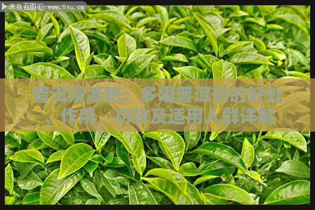 普洱茶减肥：多喝普洱茶的好处、作用、功效及适用人群详解