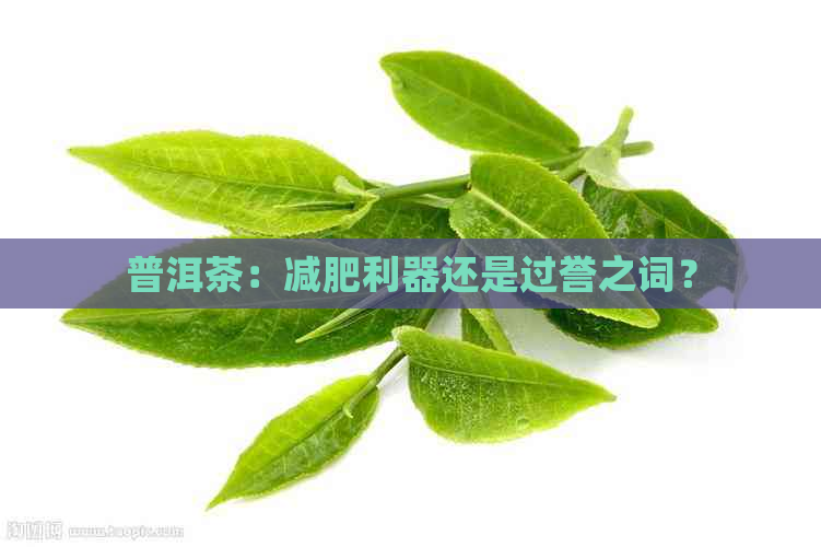 普洱茶：减肥利器还是过誉之词？