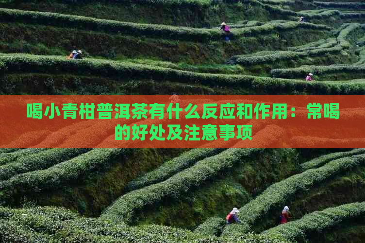 喝小青柑普洱茶有什么反应和作用：常喝的好处及注意事项