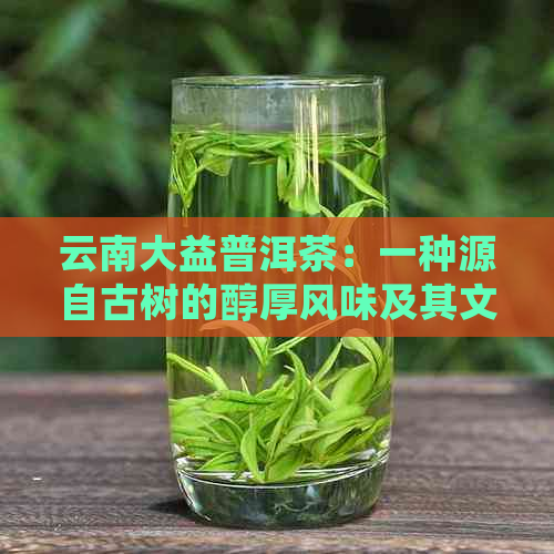 云南大益普洱茶：一种源自古树的醇厚风味及其文化内涵