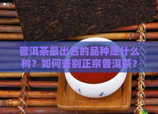 普洱茶最出名的品种是什么树？如何鉴别正宗普洱茶？