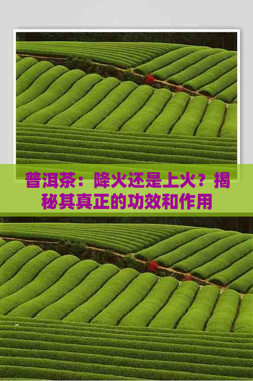 普洱茶：降火还是上火？揭秘其真正的功效和作用