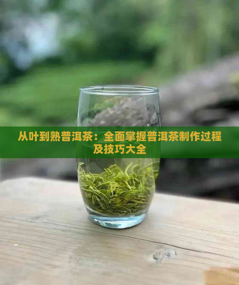 从叶到熟普洱茶：全面掌握普洱茶制作过程及技巧大全