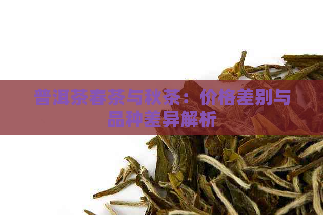 普洱茶春茶与秋茶：价格差别与品种差异解析