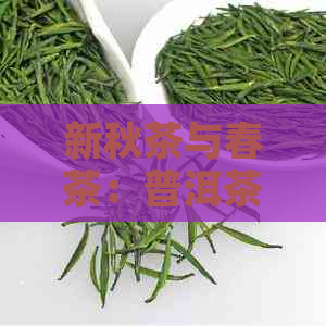 新秋茶与春茶：普洱茶中的四之美，哪个更胜一筹？