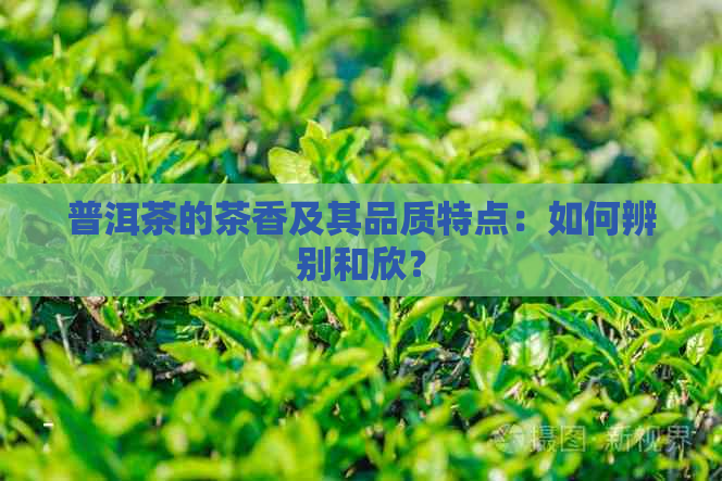 普洱茶的茶香及其品质特点：如何辨别和欣？