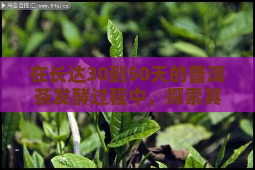 在长达30到50天的普洱茶发酵过程中，探索其独特的风味和营养成分变化