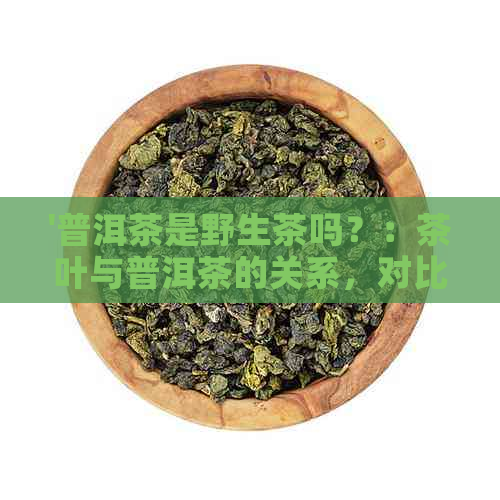 '普洱茶是野生茶吗？：茶叶与普洱茶的关系，对比云南产的普洱茶。'