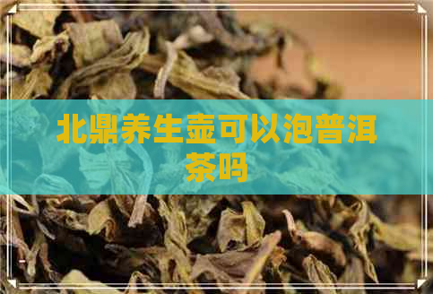 北鼎养生壶可以泡普洱茶吗