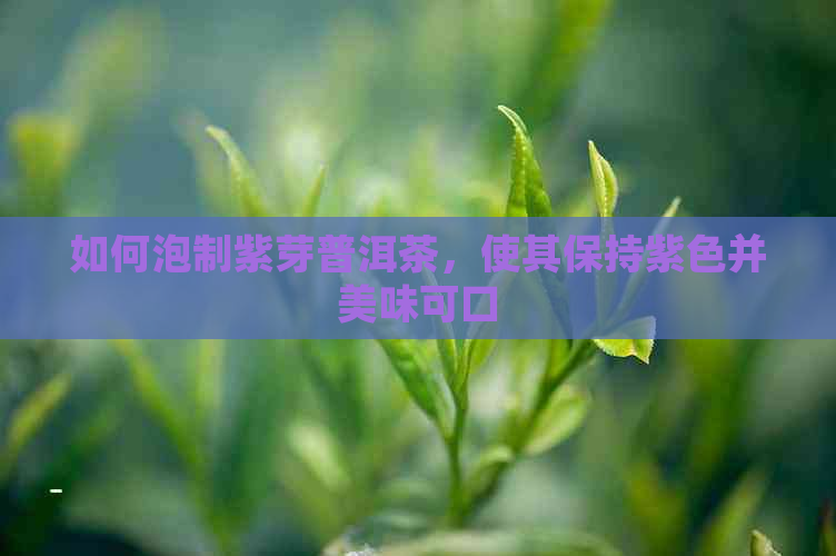 如何泡制紫芽普洱茶，使其保持紫色并美味可口