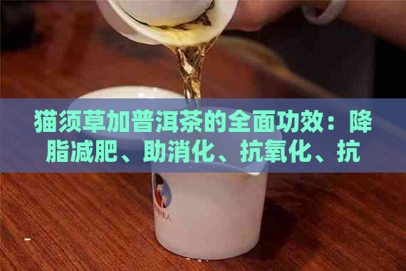 猫须草加普洱茶的全面功效：降脂减肥、助消化、抗氧化、抗疲劳等