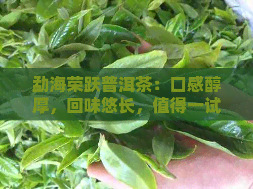 勐海荣跃普洱茶：口感醇厚，回味悠长，值得一试！价格适中。