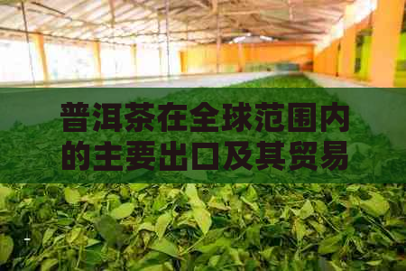 普洱茶在全球范围内的主要出口及其贸易情况解析