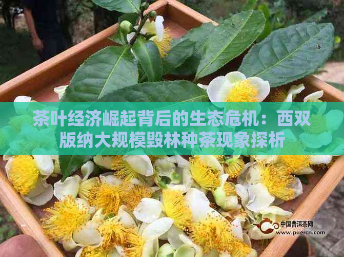 茶叶经济崛起背后的生态危机：西双版纳大规模毁林种茶现象探析