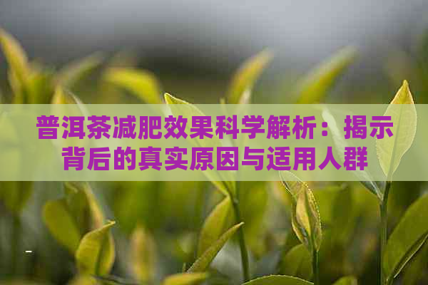 普洱茶减肥效果科学解析：揭示背后的真实原因与适用人群