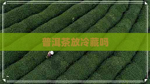 普洱茶放冷藏吗