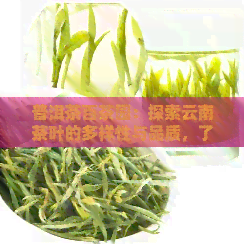 普洱茶百茶园：探索云南茶叶的多样性与品质，了解泡茶技巧与品鉴方法