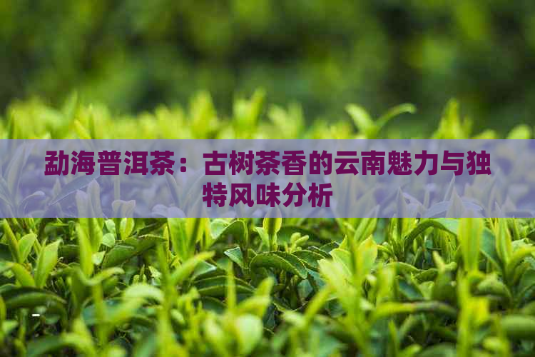 勐海普洱茶：古树茶香的云南魅力与独特风味分析