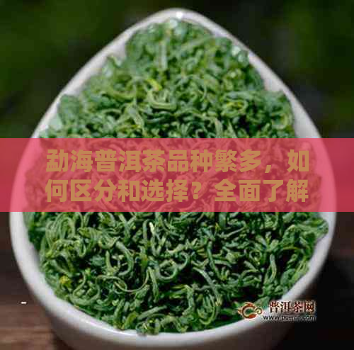 勐海普洱茶品种繁多，如何区分和选择？全面了解各类普洱茶的特点与口感