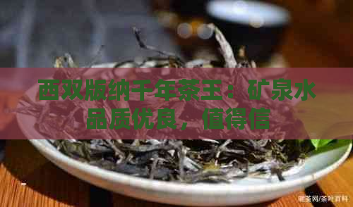 西双版纳千年茶王：矿泉水品质优良，值得信