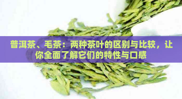 普洱茶、毛茶：两种茶叶的区别与比较，让你全面了解它们的特性与口感