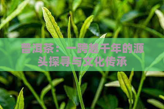 普洱茶：一跨越千年的源头探寻与文化传承