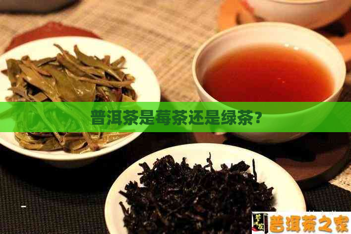 普洱茶是莓茶还是绿茶？