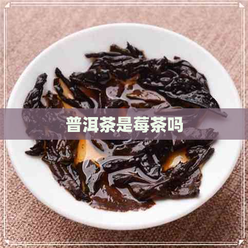 普洱茶是莓茶吗