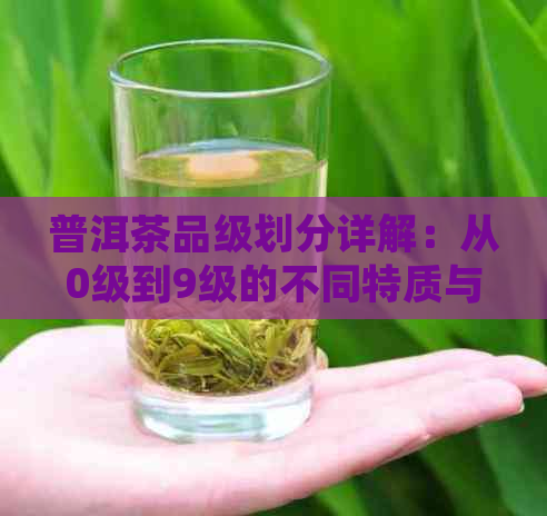 普洱茶品级划分详解：从0级到9级的不同特质与口感体验