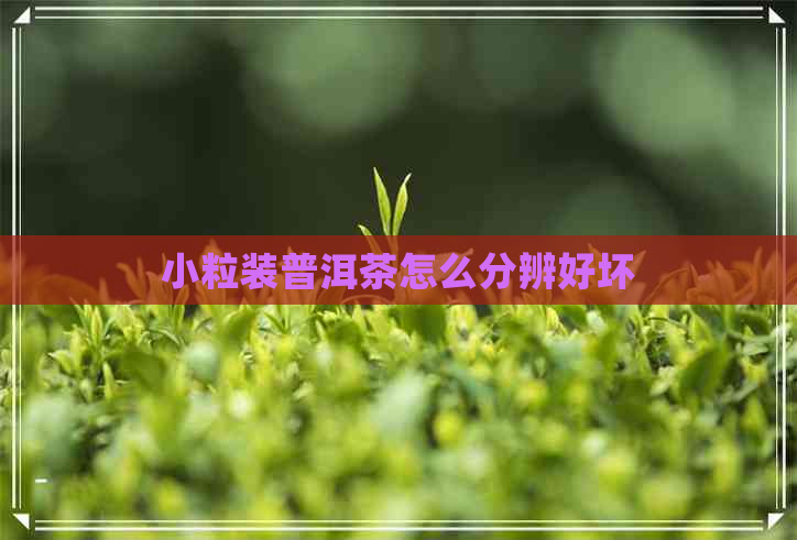 小粒装普洱茶怎么分辨好坏